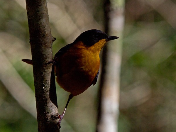 http://www.niall.co.za/ID-other/robin-chat-chorister_0781-600.jpg