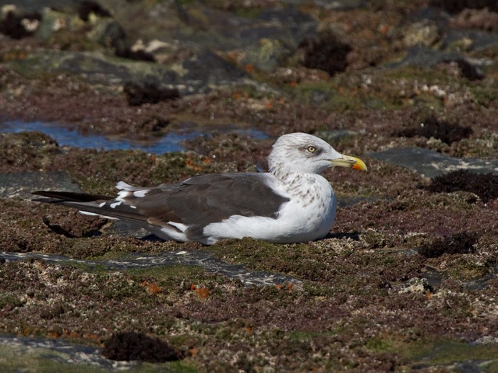 http://www.niall.co.za/ID/gull-lesser-black-backed_0368-700.jpg