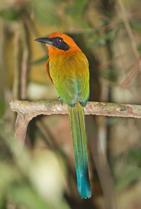 http://www.niall.co.za/Peru/Peru-birdpages/images/motmot-rufous_9794.jpg