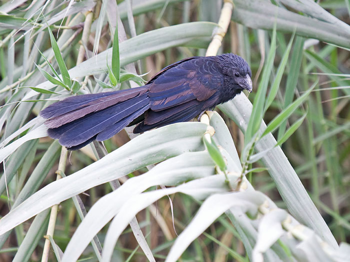 Groove-billed Ani