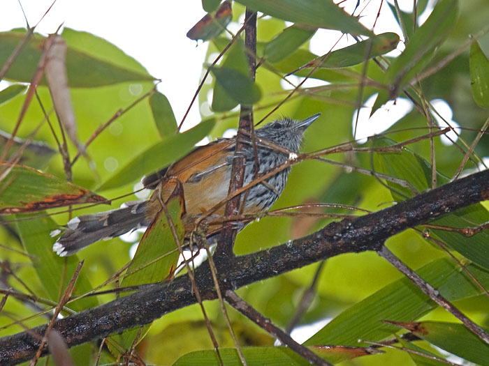 Long-tailed Antbird