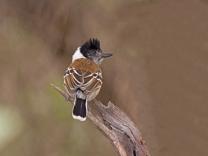 Collared Antshrike