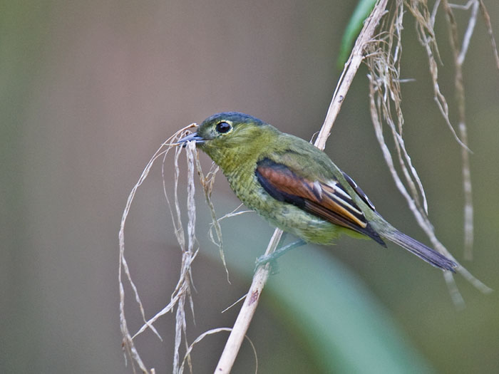 Barred Becard female