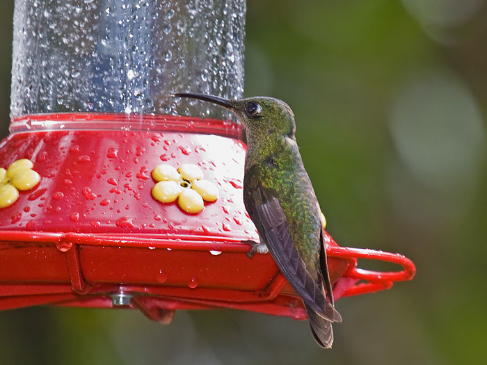Fawn-breasted Brilliant