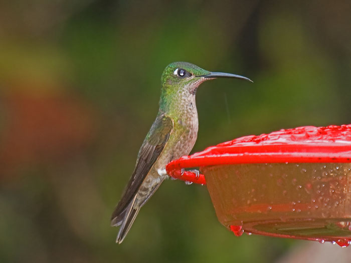 Fawn-breasted Brilliant