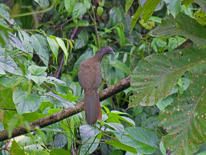 Speckled Chachalaca