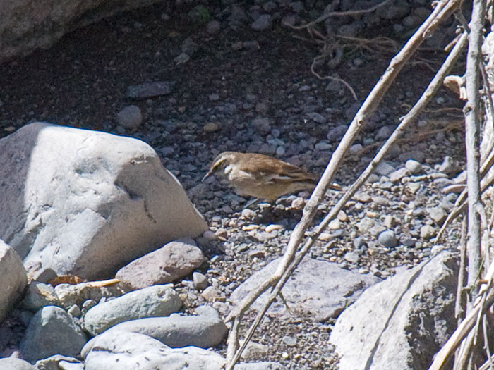 Bar-winged Cinclodes