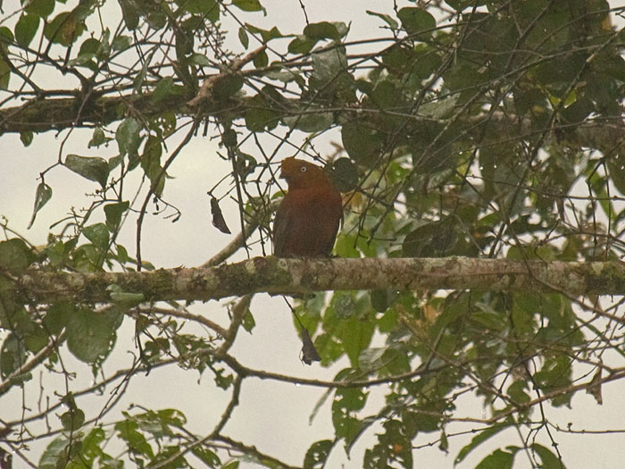 Andean Cock-of-the-rock