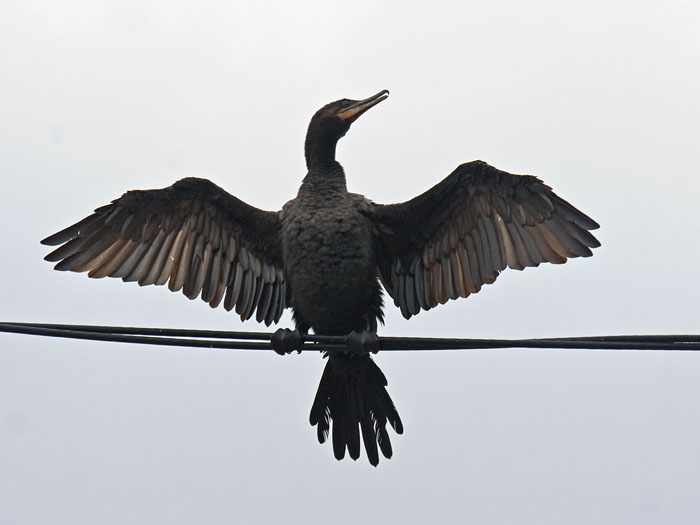 Neotropic Cormorant