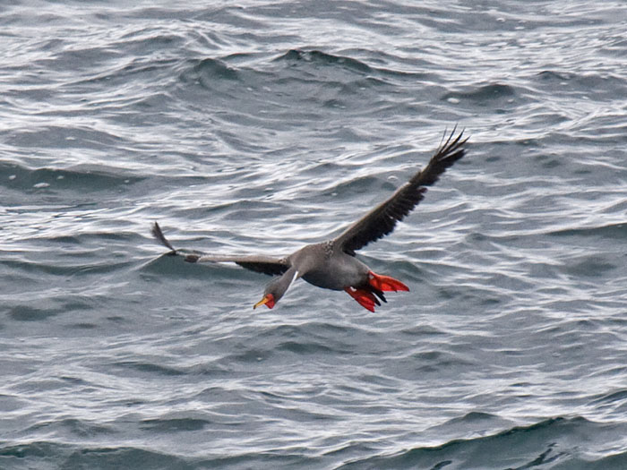 Red-legged Cormorant