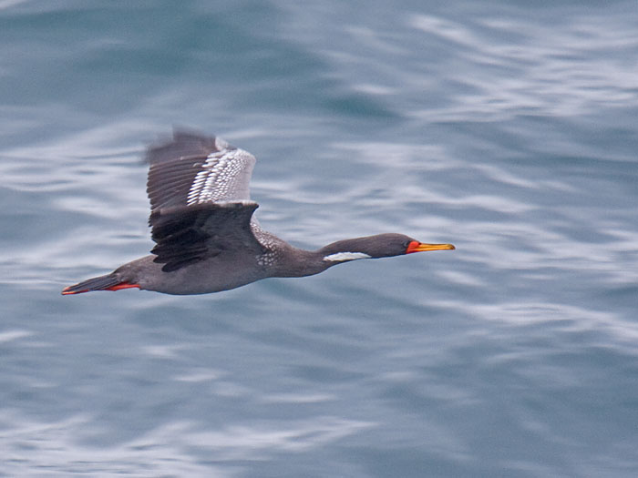 Red-legged Cormorant