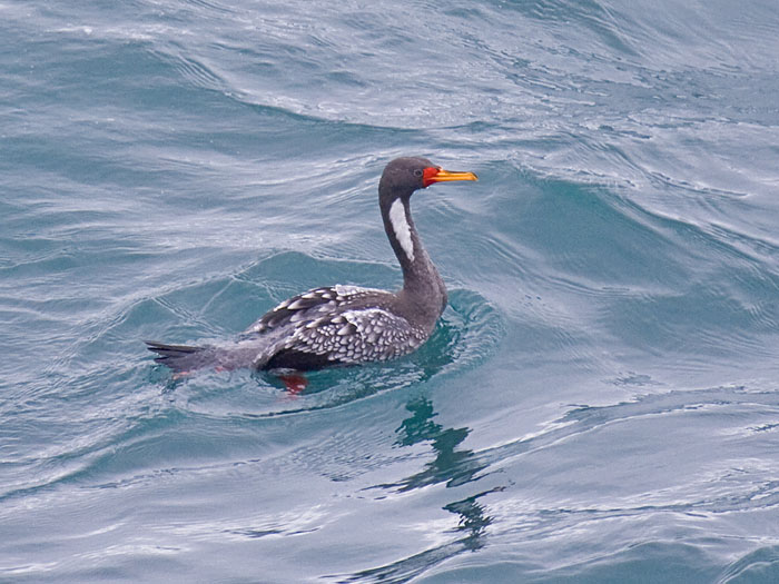 Red-legged Cormorant