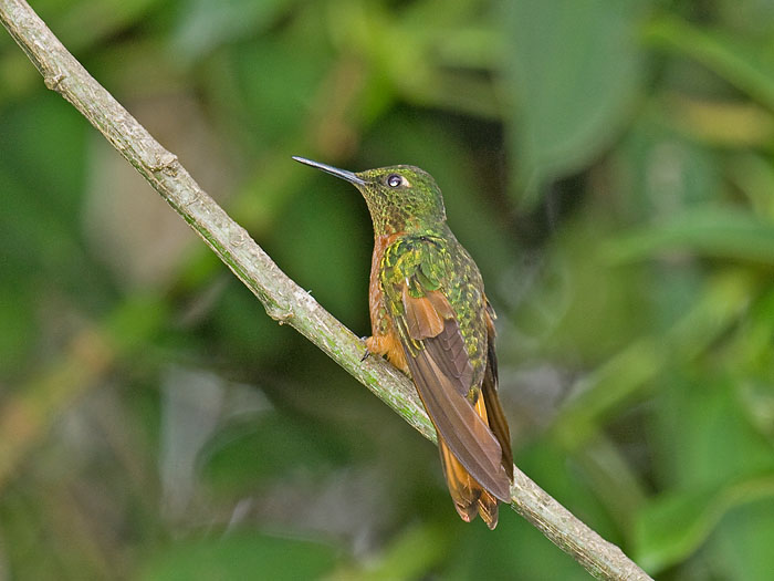 Chestnut-breasted Coronet