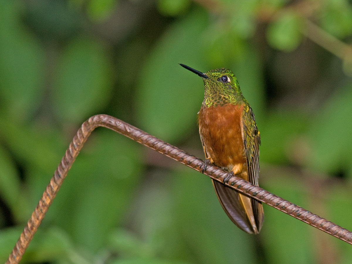 Chestnut-breasted Coronet