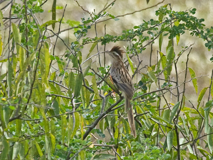 Striped Cuckoo