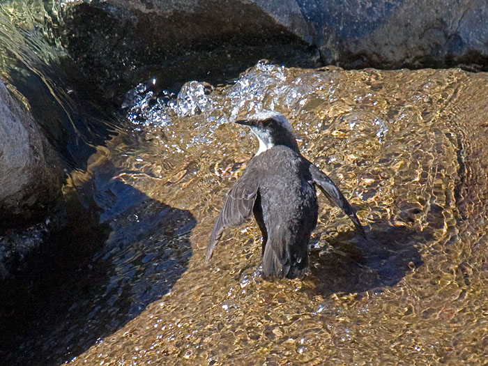 White-capped Dipper