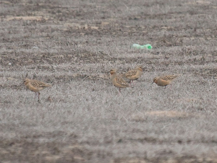 Tawny-throated Dotterel