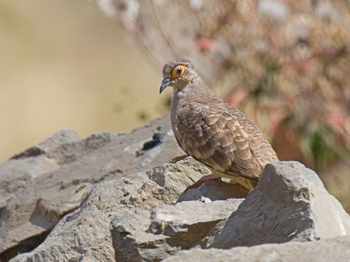 Bare-faced Ground-Dove