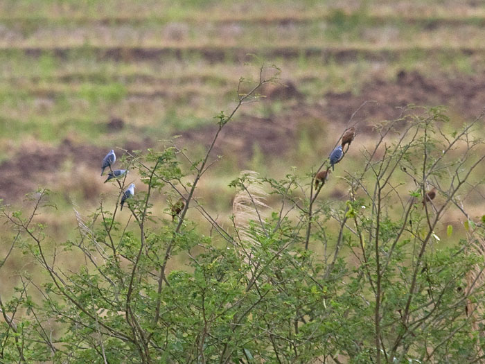 Blue Ground Dove