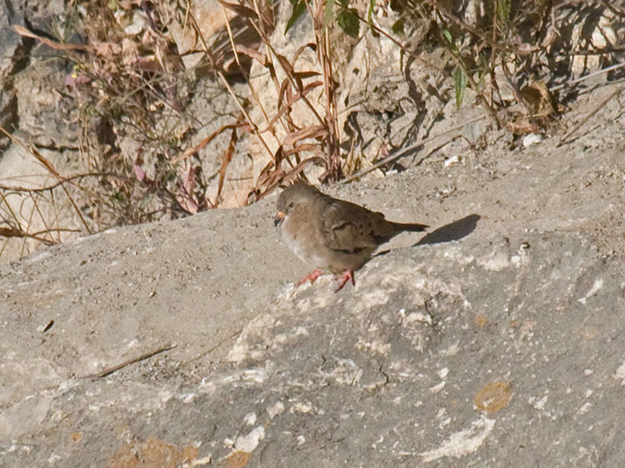 Croaking Ground-Dove