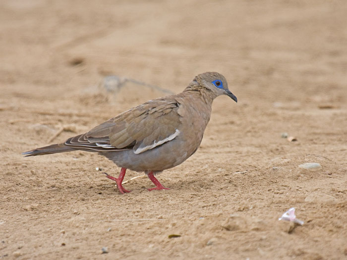 West Peruvian Dove