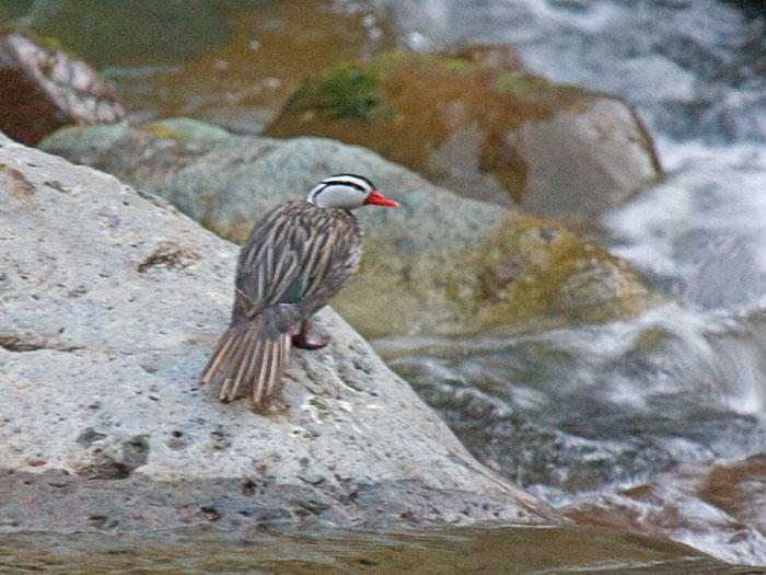 Torrent Duck