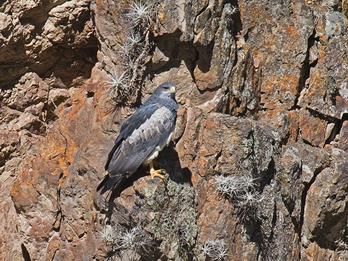Black-chested Buzzard-Eagle