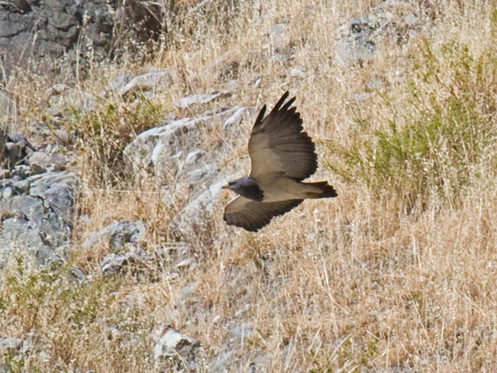 Black-chested Buzzard-Eagle