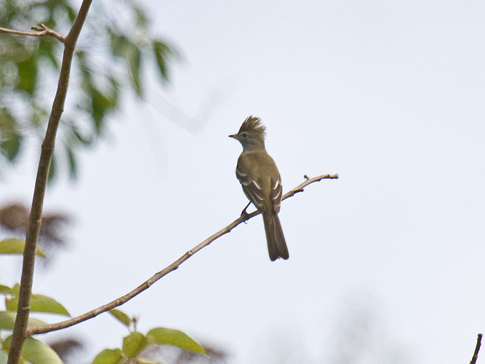 White-crested Elaenia