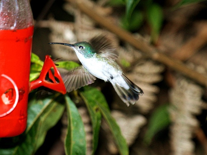Amazilia Hummingbird