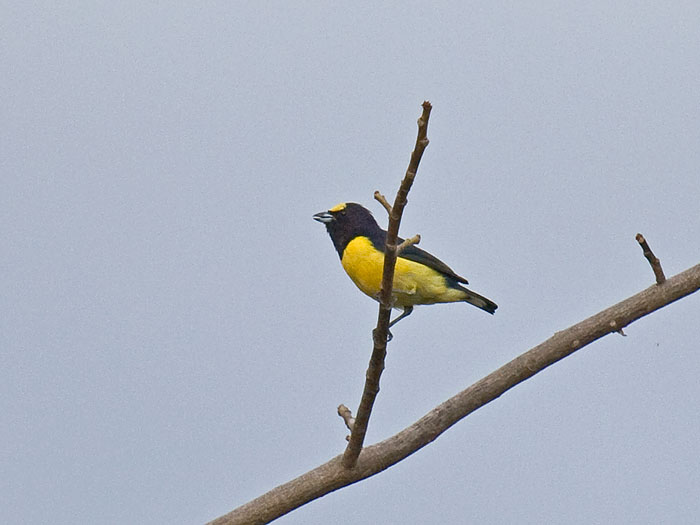 Purple-throated Euphonia