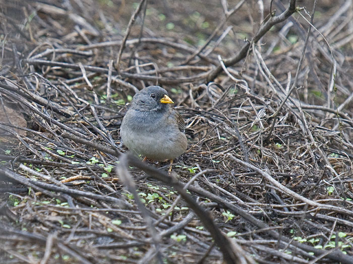 Band-tailed Sierra-Finch male
