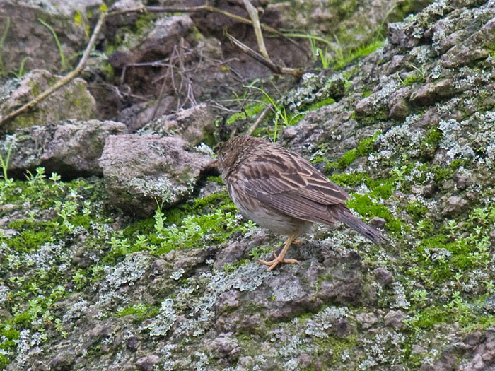 Band-tailed Sierra-Finch female