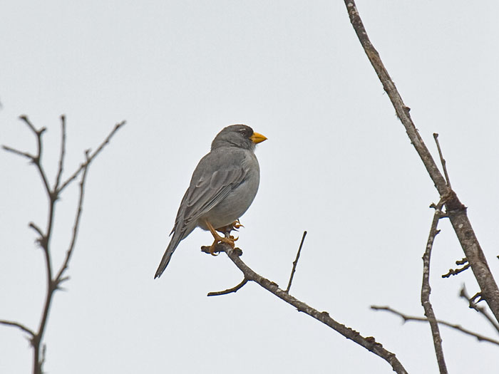 Cinereous Finch
