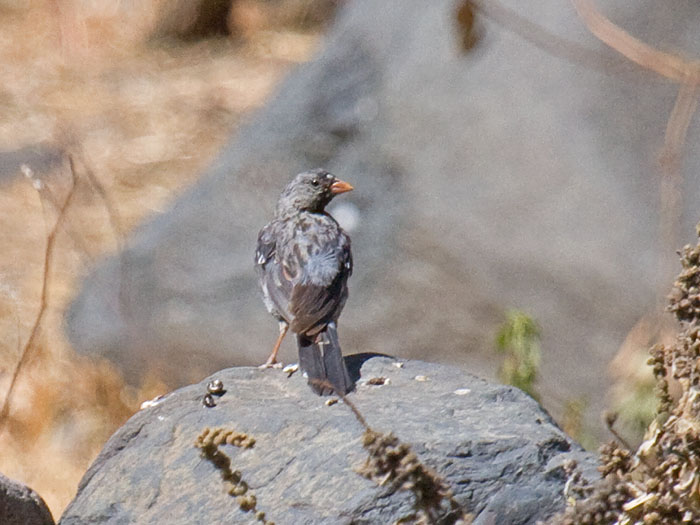 Mourning Sierra-Finch male