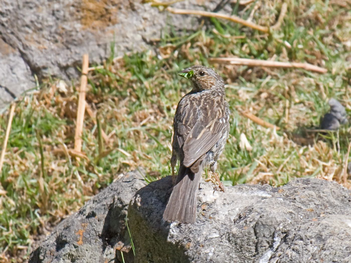 Mourning Sierra-Finch female