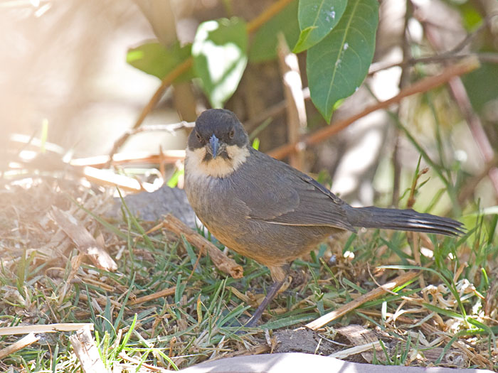 Rusty-bellied Brush-finch