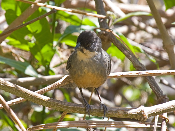 Rusty-bellied Brush-finch