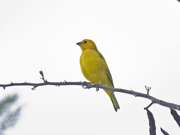 Saffron Finch