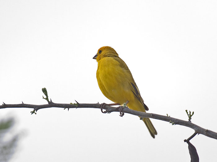 Saffron Finch