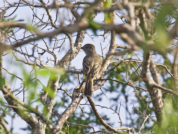 Brown-crested Flycatcher