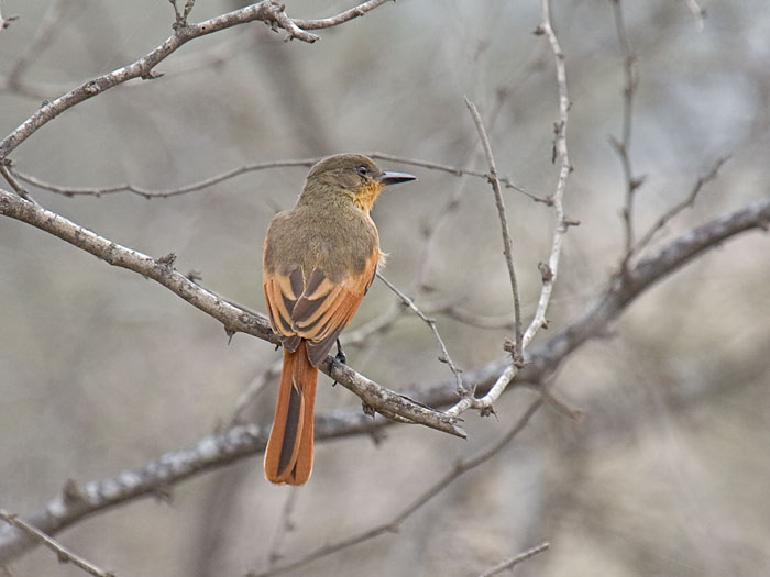 Rufous Flycatcher