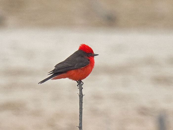 Vermilion Flycatcher