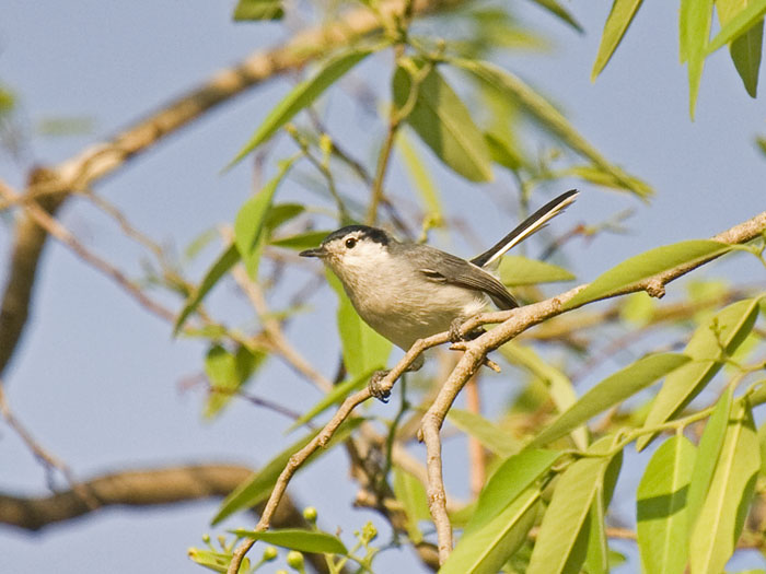 Tropical Gnatcatcher