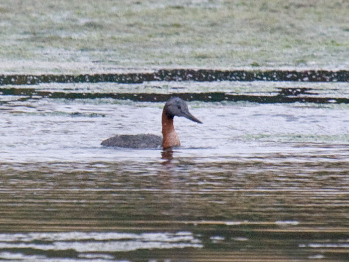 Great Grebe