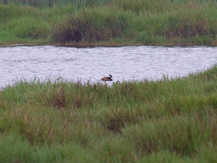 White-tufted Grebe