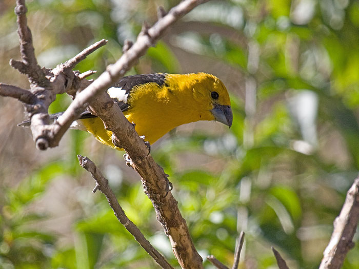 Golden-bellied Grosbeak