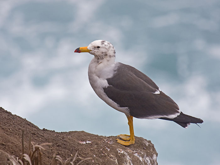 Belcher's Gull