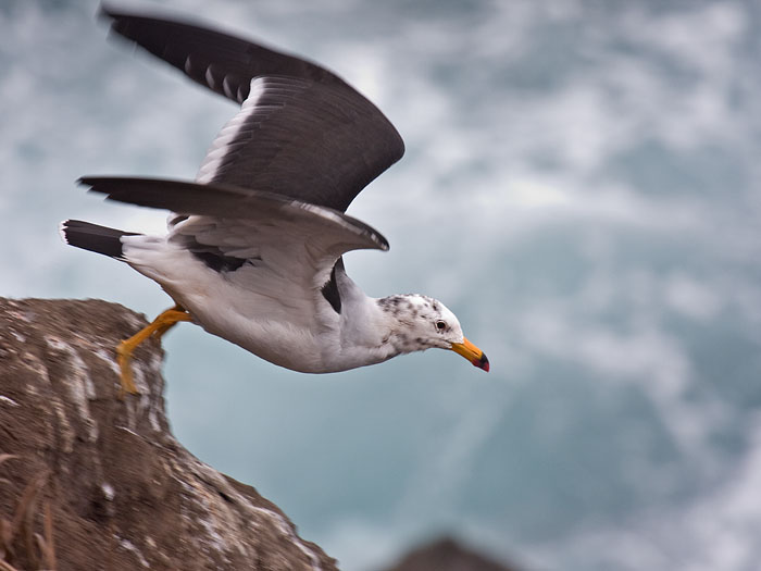 Belcher's Gull