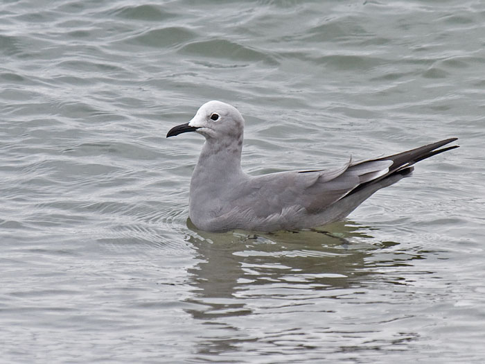 Grey Gull